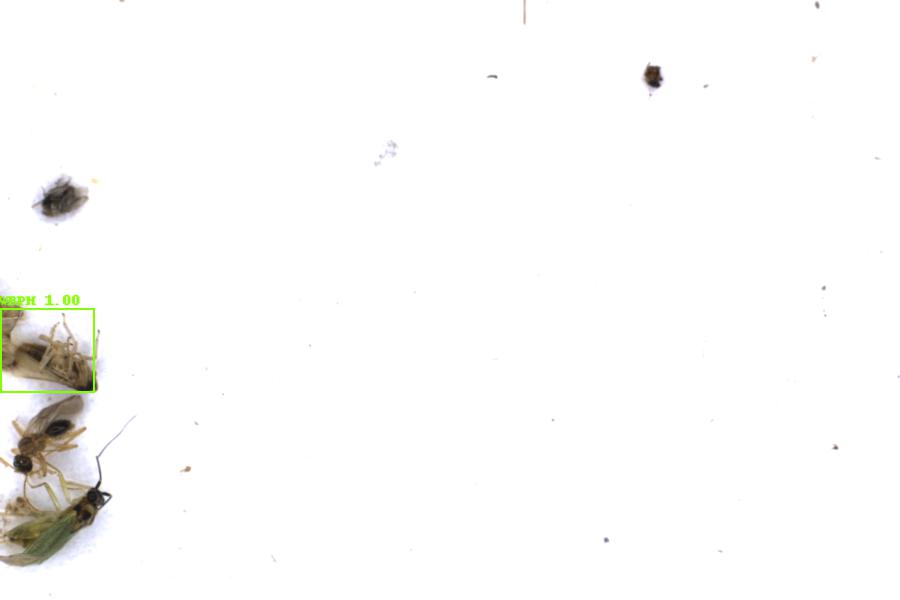 Image 21